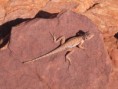 /album/fauna-flora/a03-gecko-jpg/